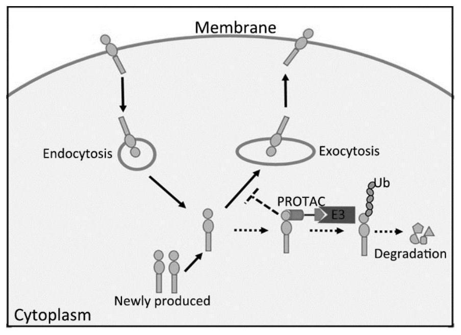 Proteolysis targeting chimera and application thereof