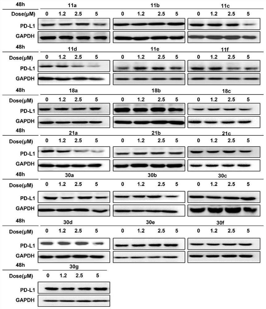 Proteolysis targeting chimera and application thereof