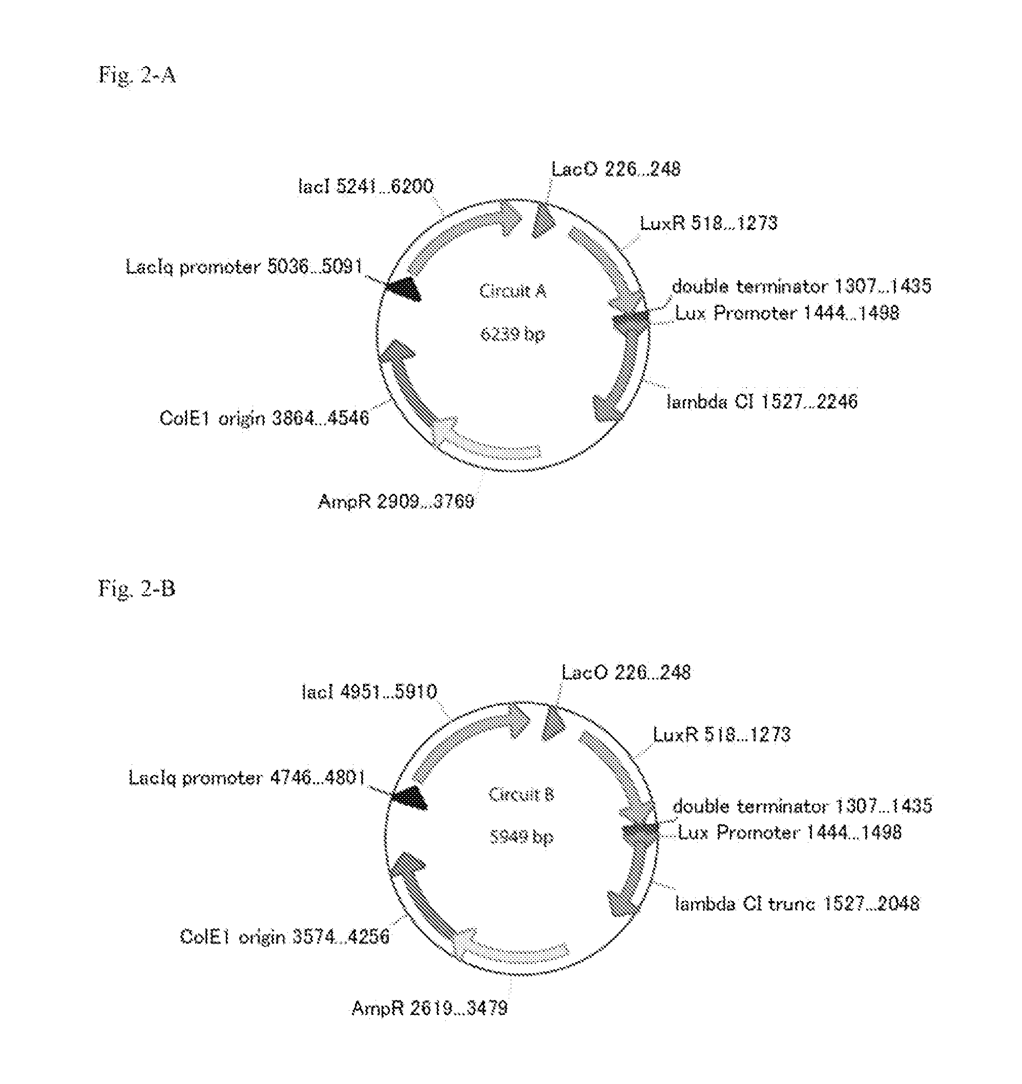 Method For Rapidly Developing Gene Switches And Gene Circuits