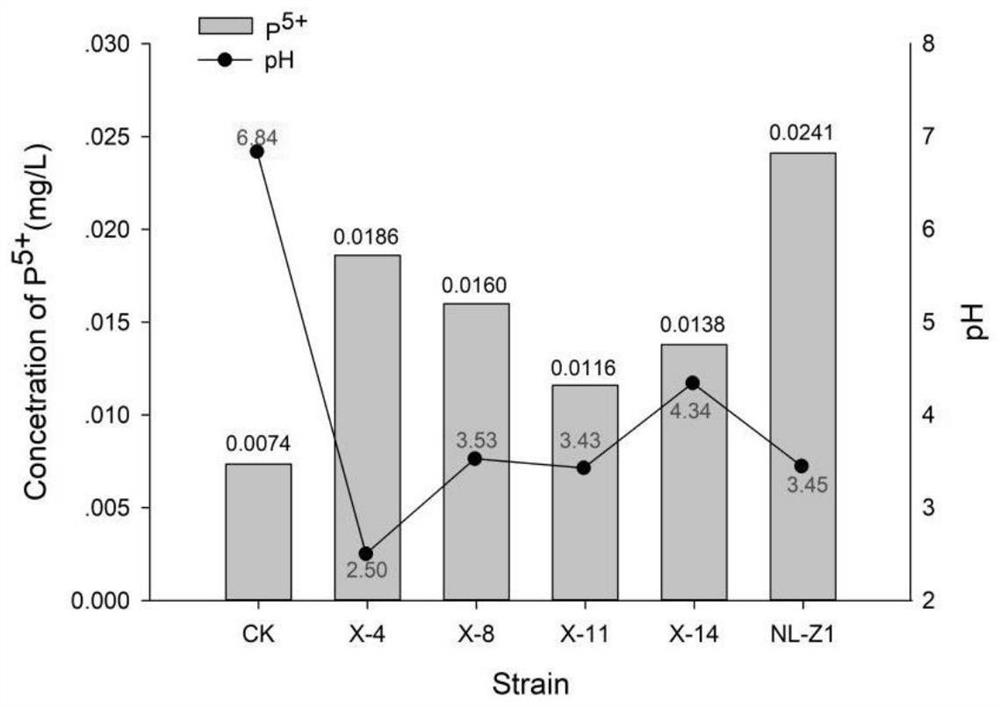 A kind of Penicillium simpleum nl-z1 bacteria that promotes root nodule growth and increases the abundance of probiotic microbial populations