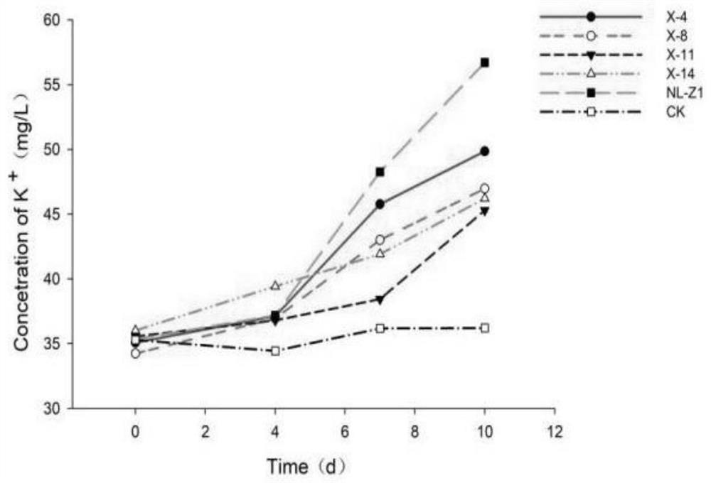 A kind of Penicillium simpleum nl-z1 bacteria that promotes root nodule growth and increases the abundance of probiotic microbial populations