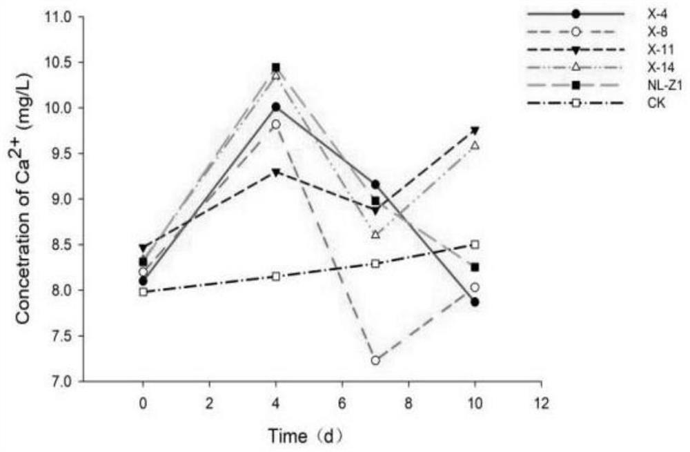 A kind of Penicillium simpleum nl-z1 bacteria that promotes root nodule growth and increases the abundance of probiotic microbial populations