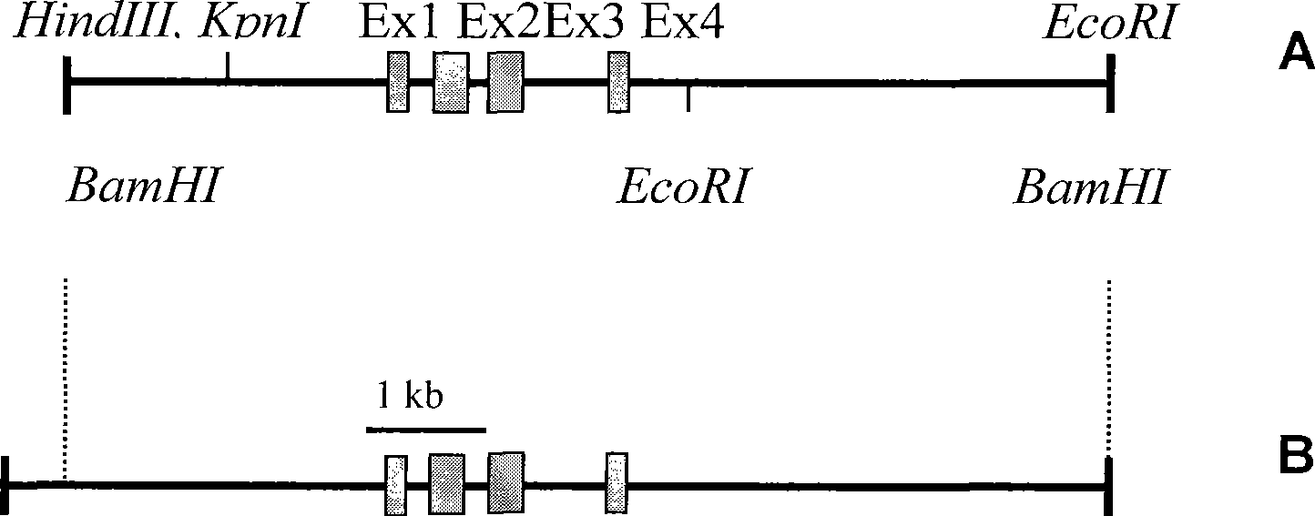 Producing method of transgenic mouse containing anthropogenic proto-oncogene c-Ha-ras and application thereof