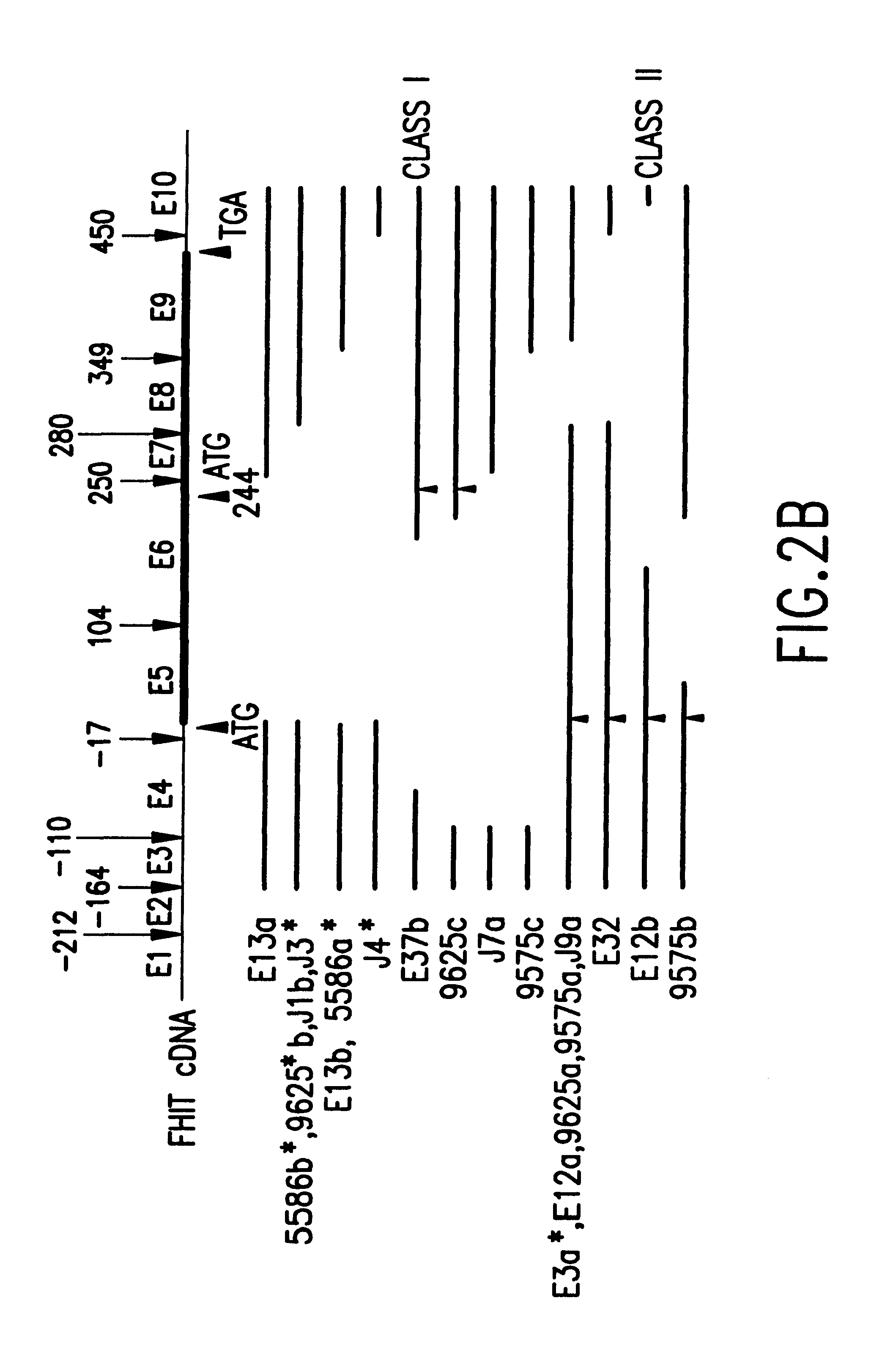 Fragile histidine triad (FHIT) nucleic acids and methods of producing FHIT proteins