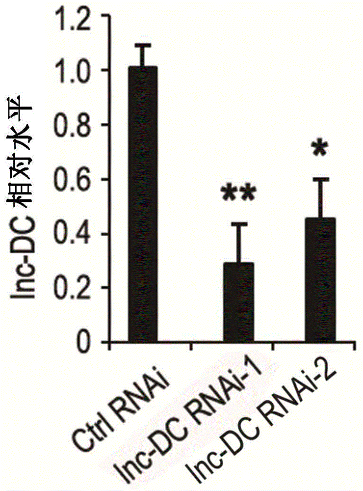 Long non-coding RNA, sequence and application thereof