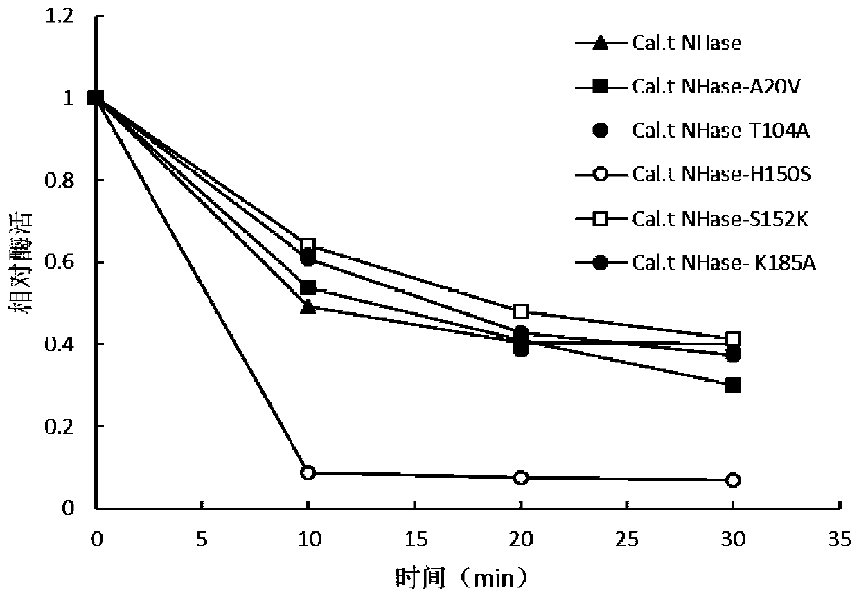 Mutant of nitrile hydratase derived from caldalkalibacillus thermarum