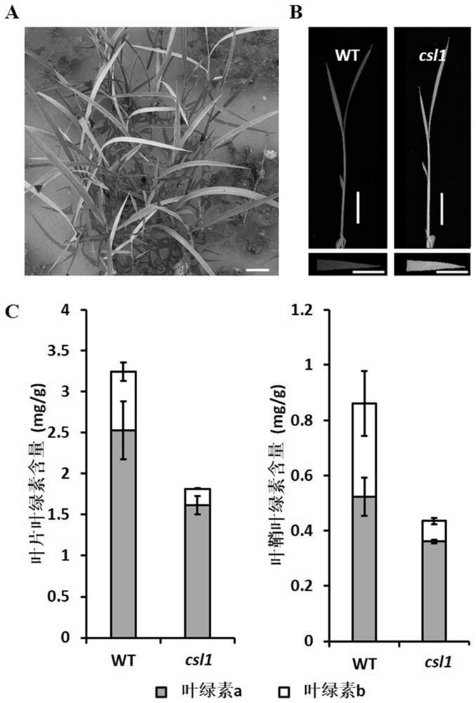 Application of chlorosis seedling lethality 1 (CSL1) gene to regulation of development of rice chloroplasts