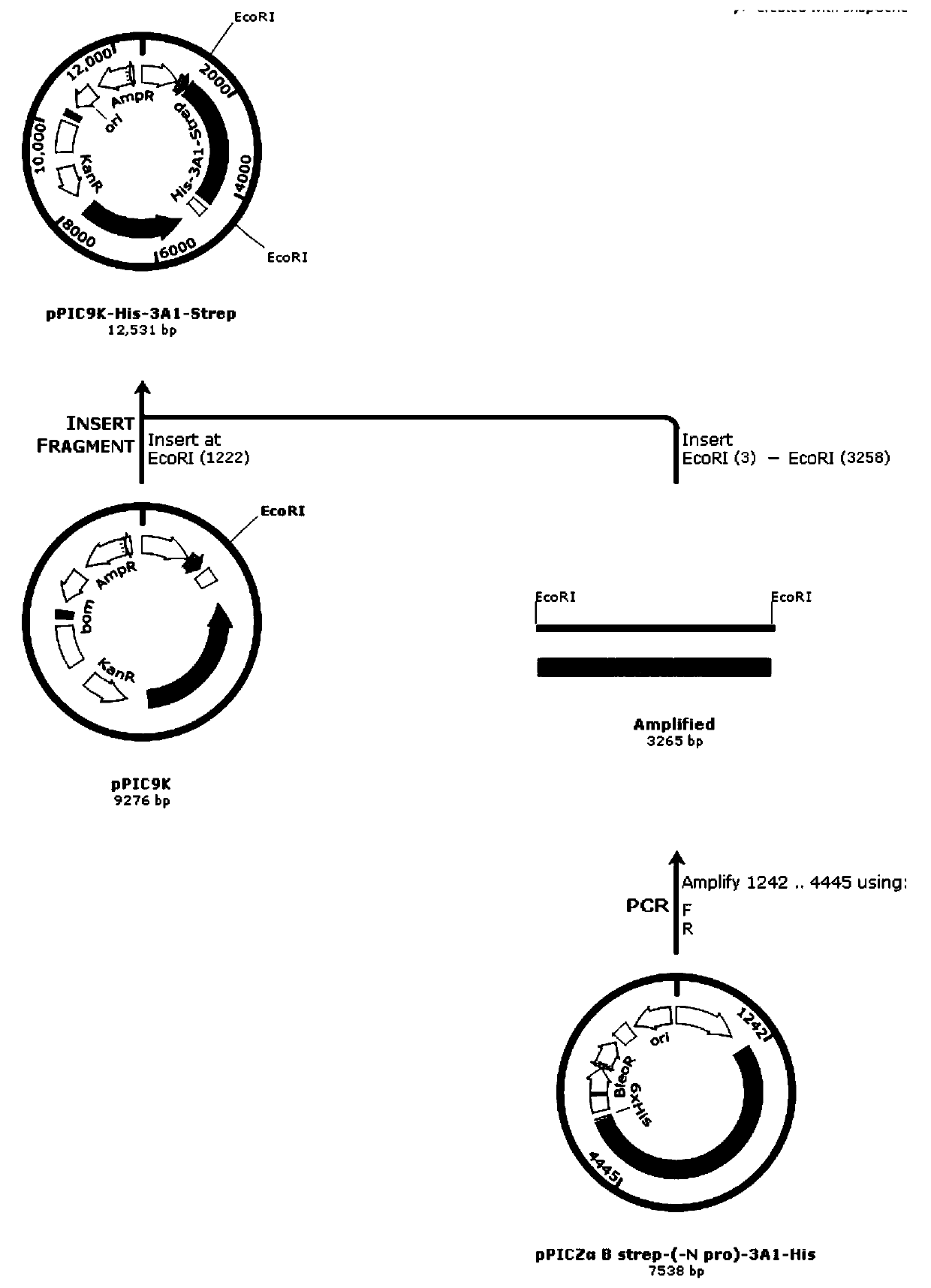 Recombinant human source collagen type-III alpha 1 chain and application thereof