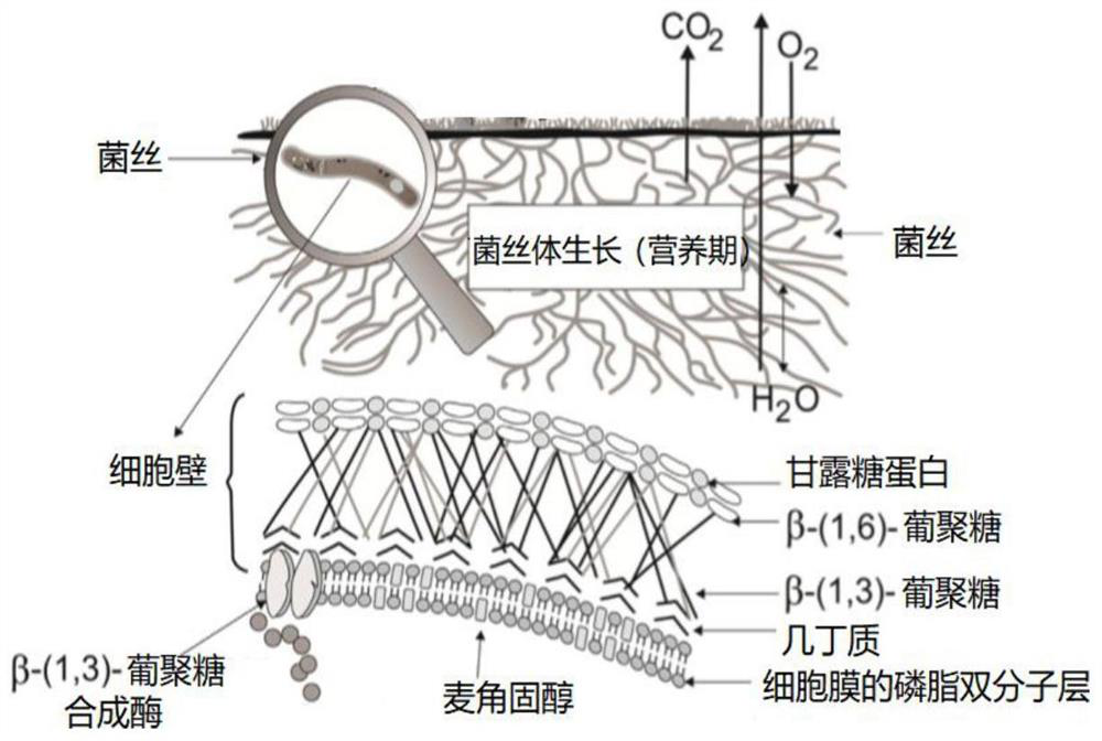 A kind of black fungus dietary fiber fish ball and preparation method