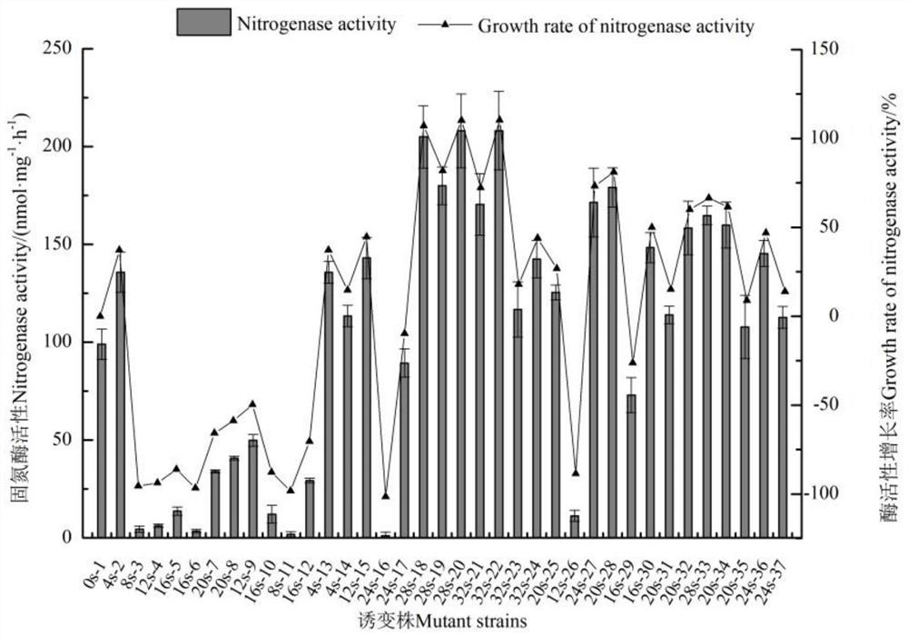 A kind of nitrogen-fixing bacterium mutant with good nitrogen-fixing ability and its application