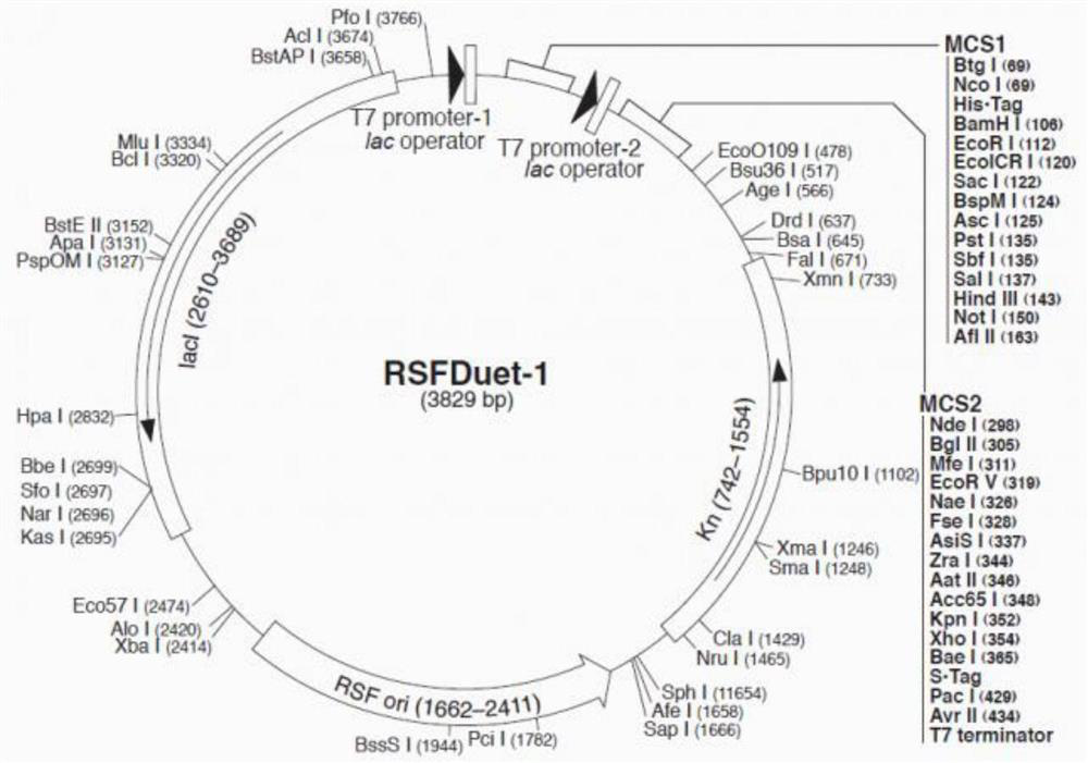 Cytochrome P450 BM3 mutant enzyme and application thereof in biocatalytic synthesis of p-hydroxybiphenyl