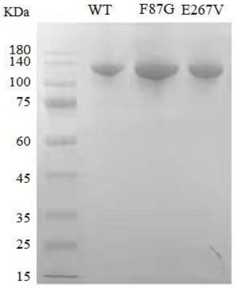 Cytochrome P450 BM3 mutant enzyme and application thereof in biocatalytic synthesis of p-hydroxybiphenyl