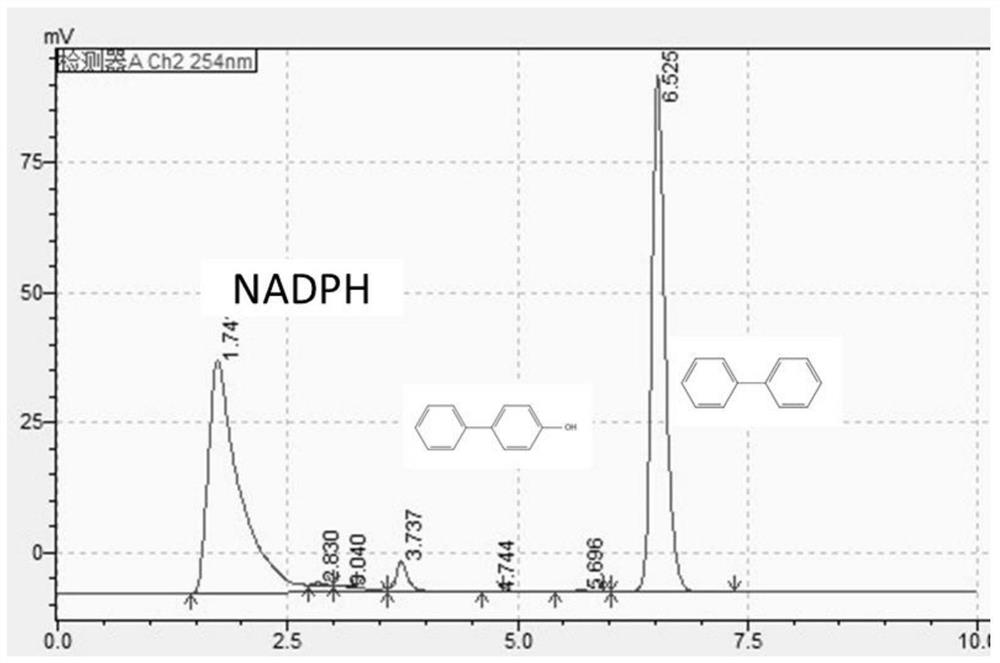 Cytochrome P450 BM3 mutant enzyme and application thereof in biocatalytic synthesis of p-hydroxybiphenyl