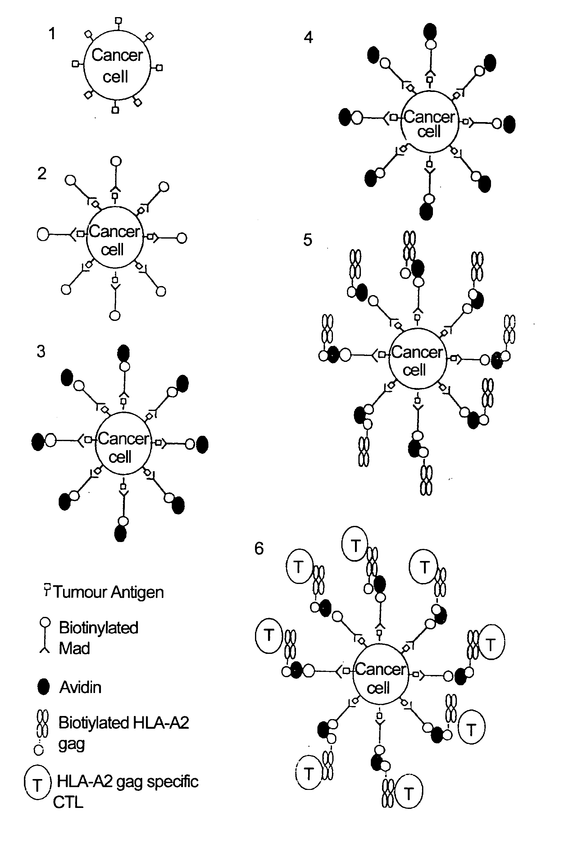 Method for producing cytotoxic T-cells