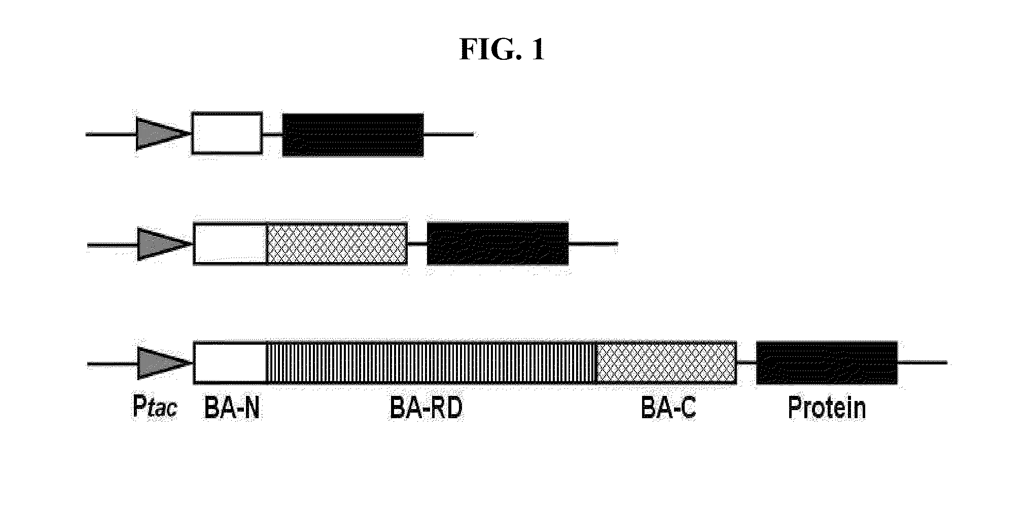 Method for cell surface displaying of target proteins using bacillus anthracis exosporium