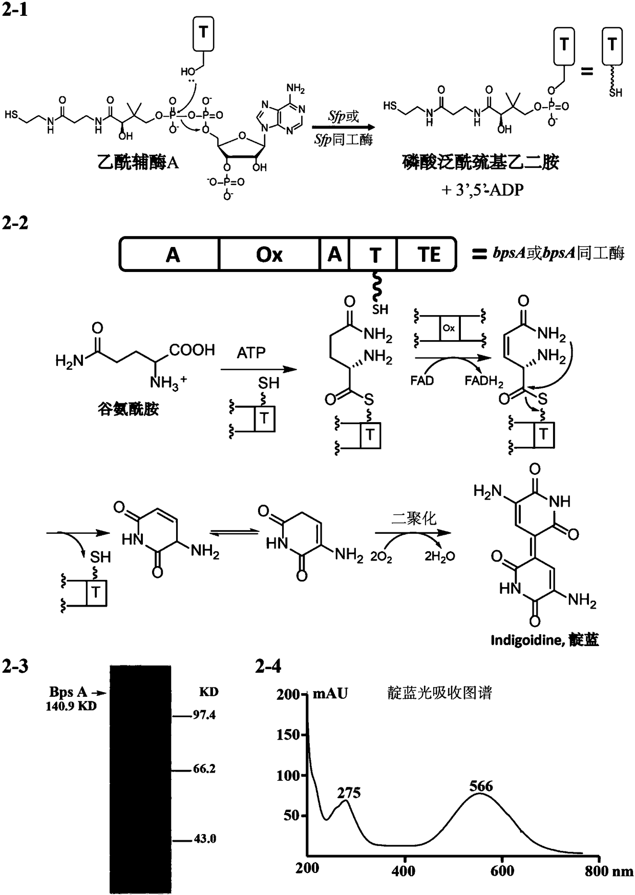 Transgene method for obtaining blue flowers through indigo blue synthesis via glutamine catalysis