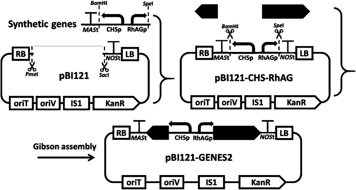 Transgene method for obtaining blue flowers through indigo blue synthesis via glutamine catalysis