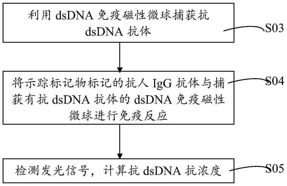 dsDNA immunomagnetic microsphere system, its preparation method and application, and preservation solution