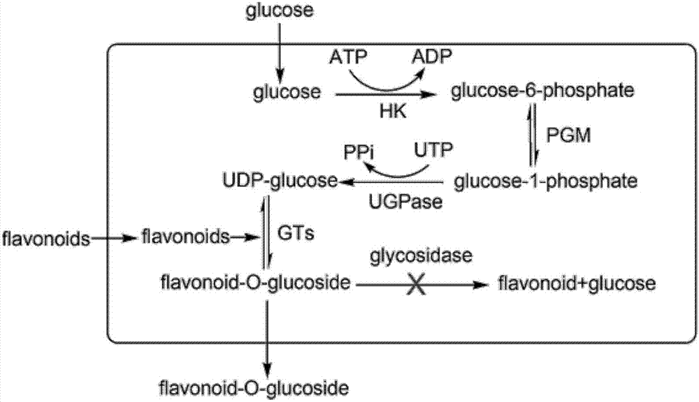 Genetically engineered bacterium for catalyzing glucose glycosylation of flavonoids compound and application thereof