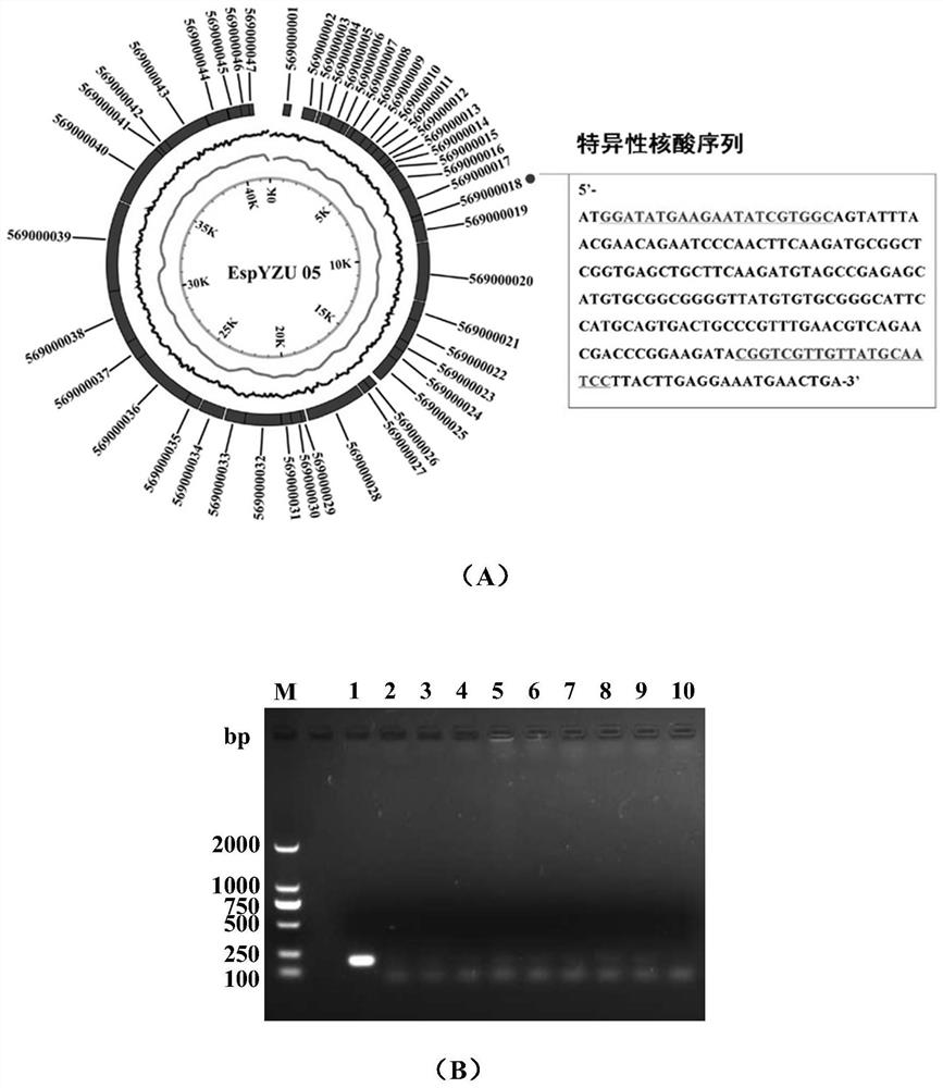 Rapid quantitative detection method capable of specifically identifying survival cells of enterobacter sakazakii and primer thereof