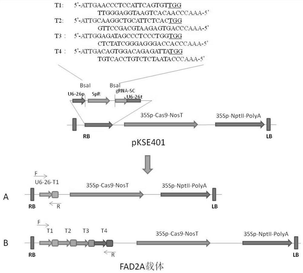 Preparation method of peanut mutant, peanut mutant gene, protein encoded by peanut mutant gene and application