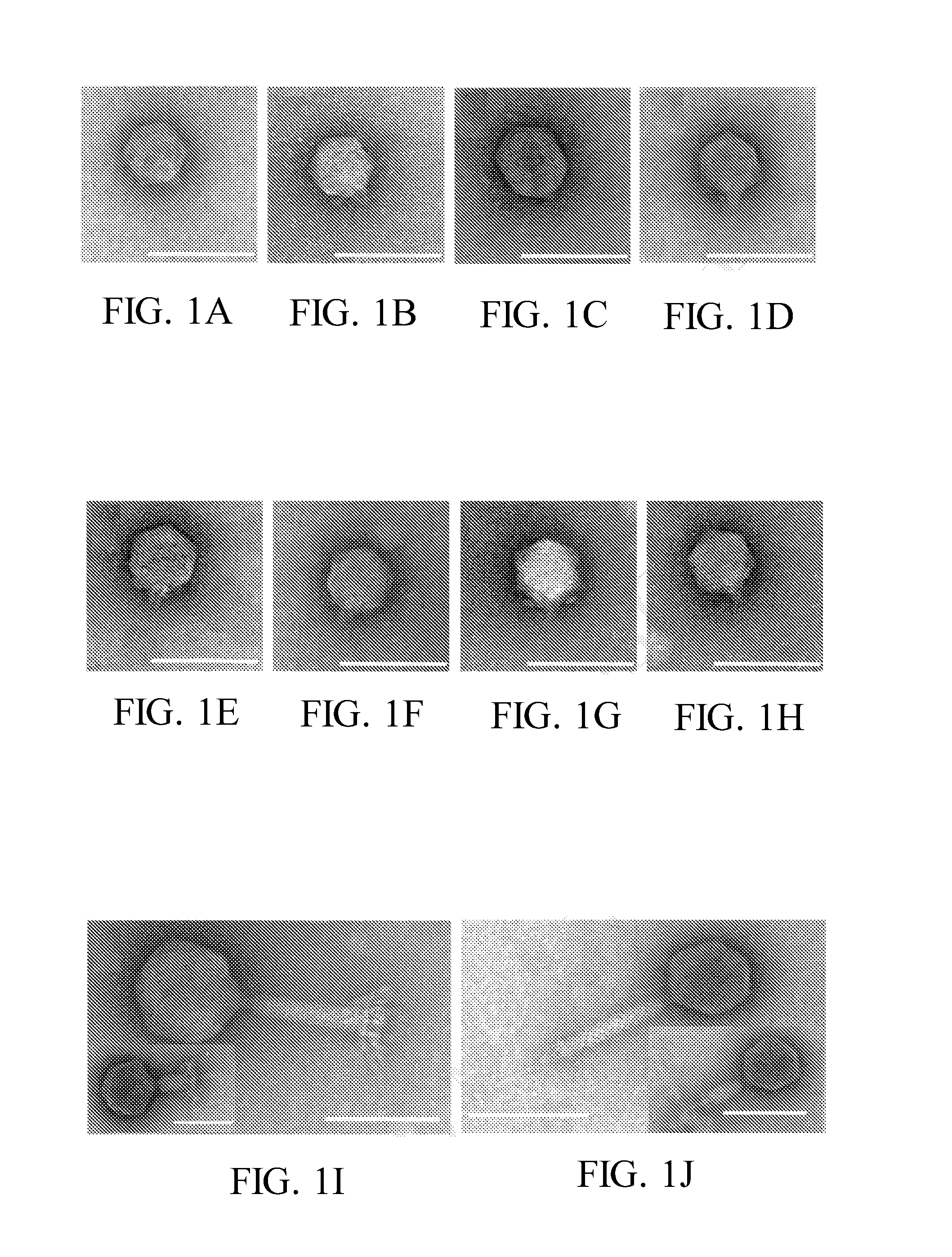 Disinfectant composition comprising phage