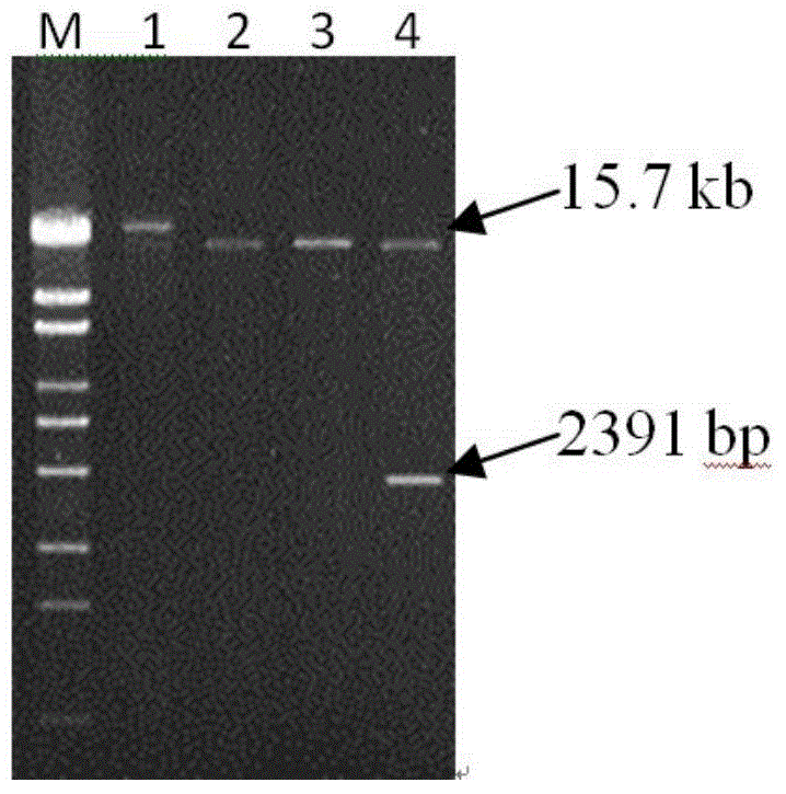 Recombinant Paecilomyces lilacinus strain pnvt8 and its application