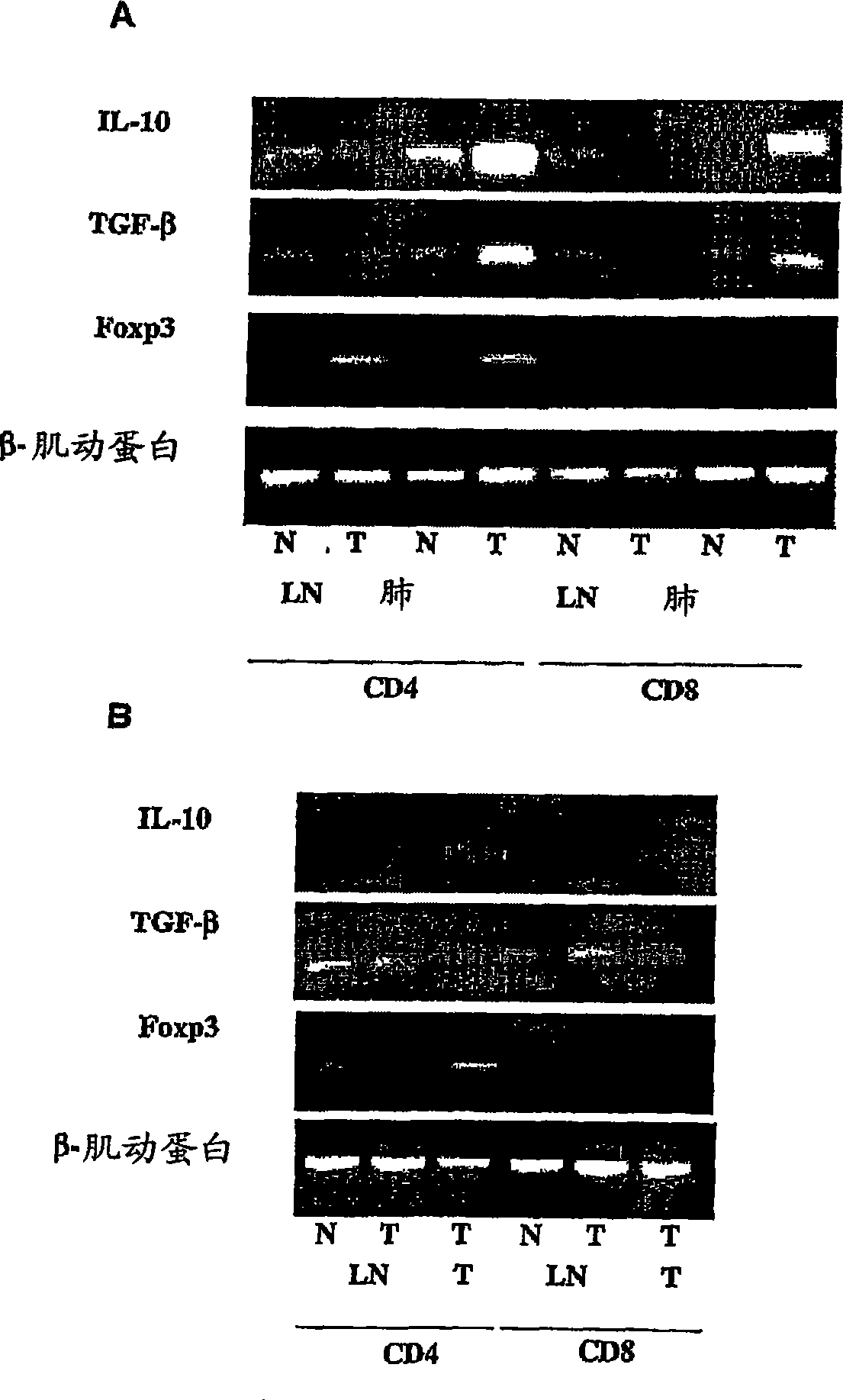 Compositions and methods relating to treatment of cancer and infectious diseases
