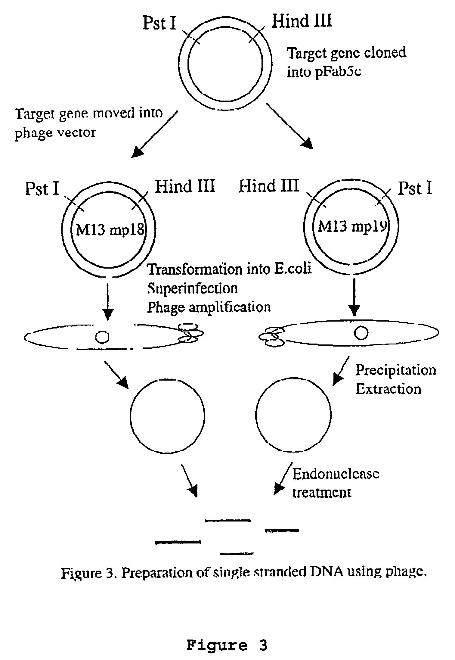 Method for in vitro molecular evolution of protein function