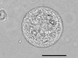 Sugarcane callus protoplast separation and purification method