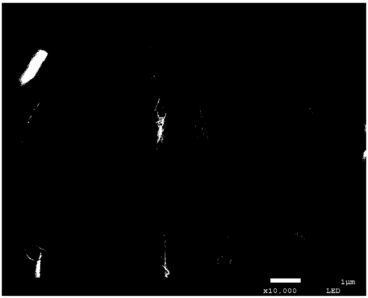 Extraction method of sea cucumber collagen fiber