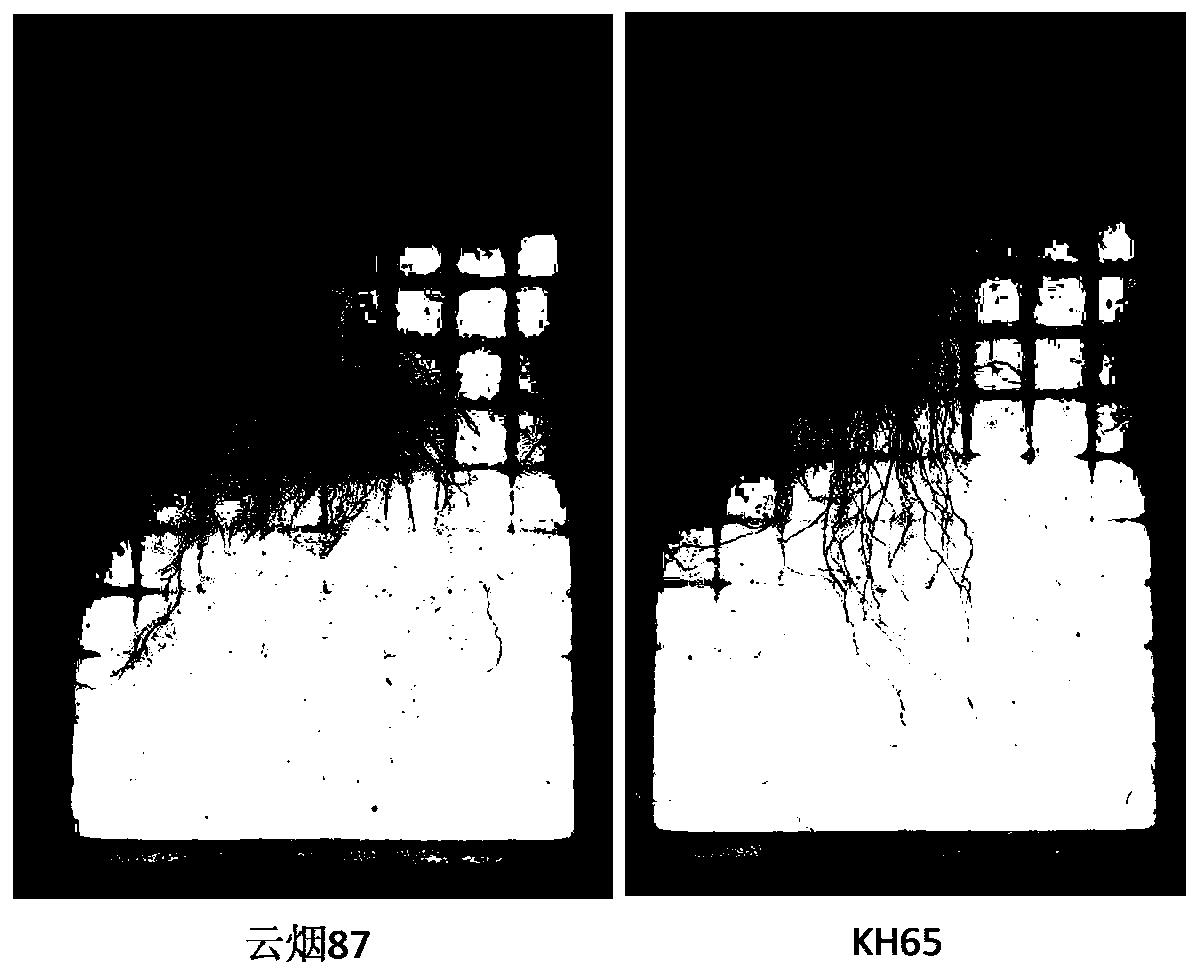 Method for rapidly obtaining high-nicotine tobacco mutant by screening tobacco root systems