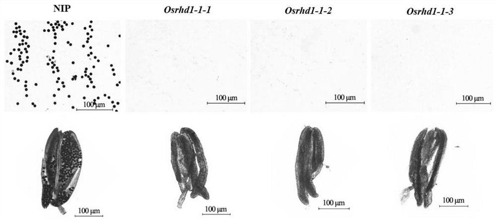 Application of Rice osrhd1-1 Gene in the Breeding of Rice Male Male Sterile Line