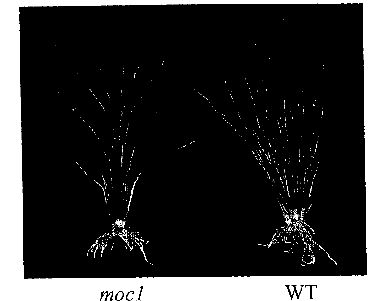 Rice tiller control gene MOC1 and its application