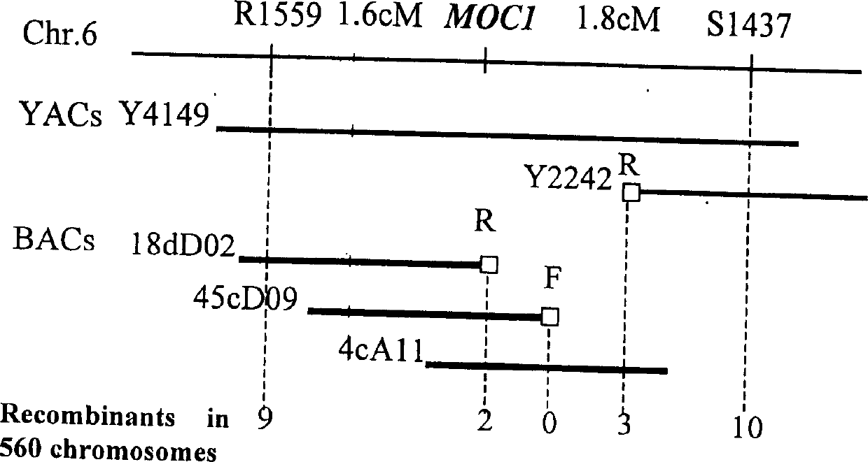 Rice tiller control gene MOC1 and its application