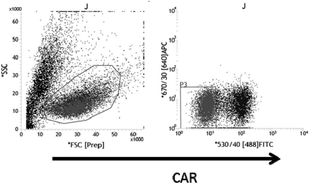 Method for preparing chimeric antigen receptor-T (CAR-T) cells, and prepared CAR-T cells and application thereof