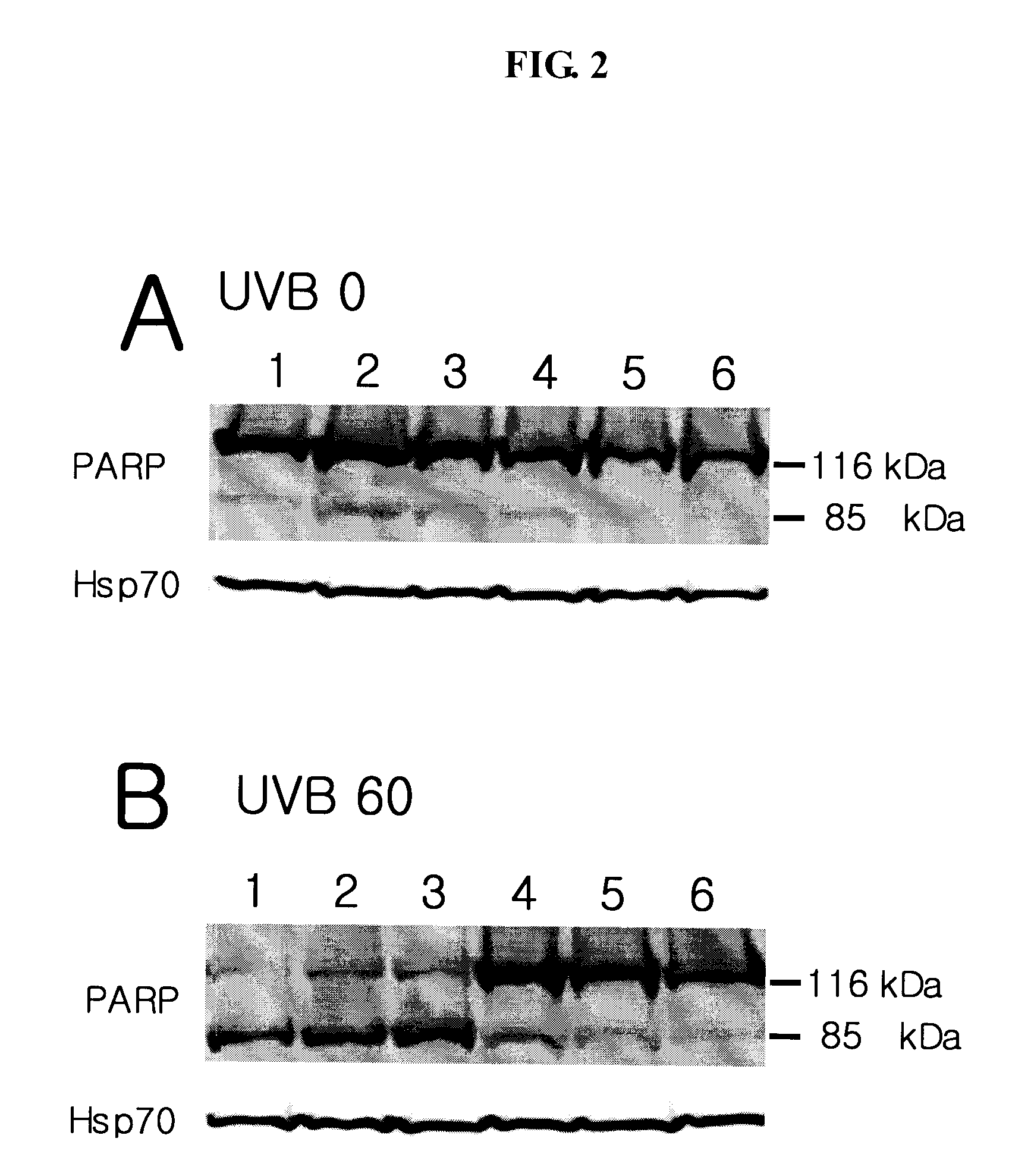 Composition Containing Ginsenoside F1 and Egcg for Preventing Skin Damage