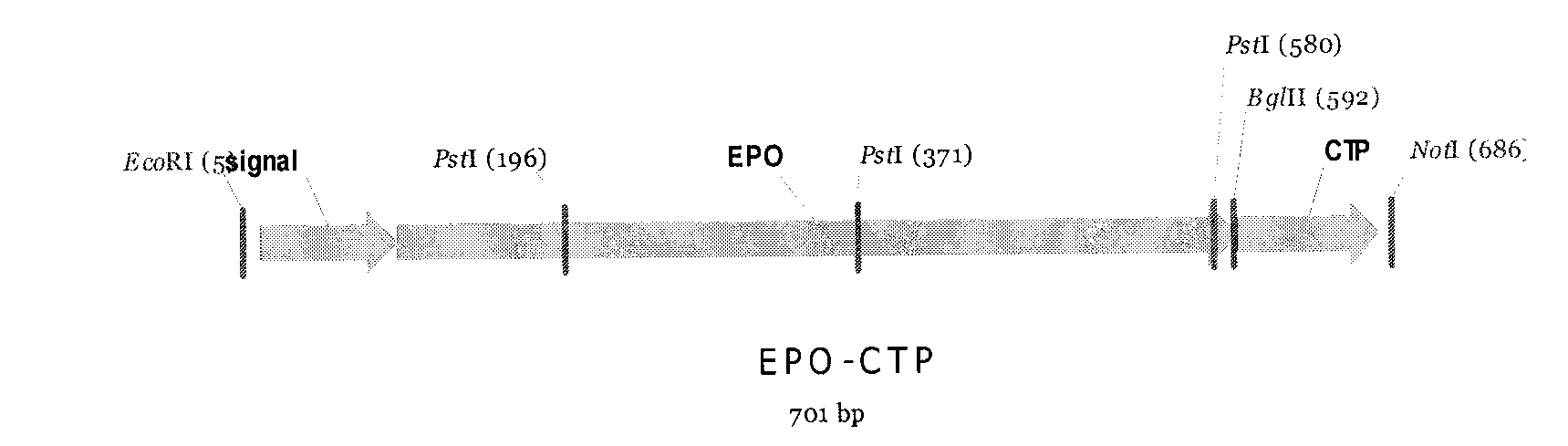 Recombinant human erythropoietin-CTP fusion protein production process and application
