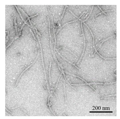 Method for inducing protein to form amyloid fiber through fibration segment