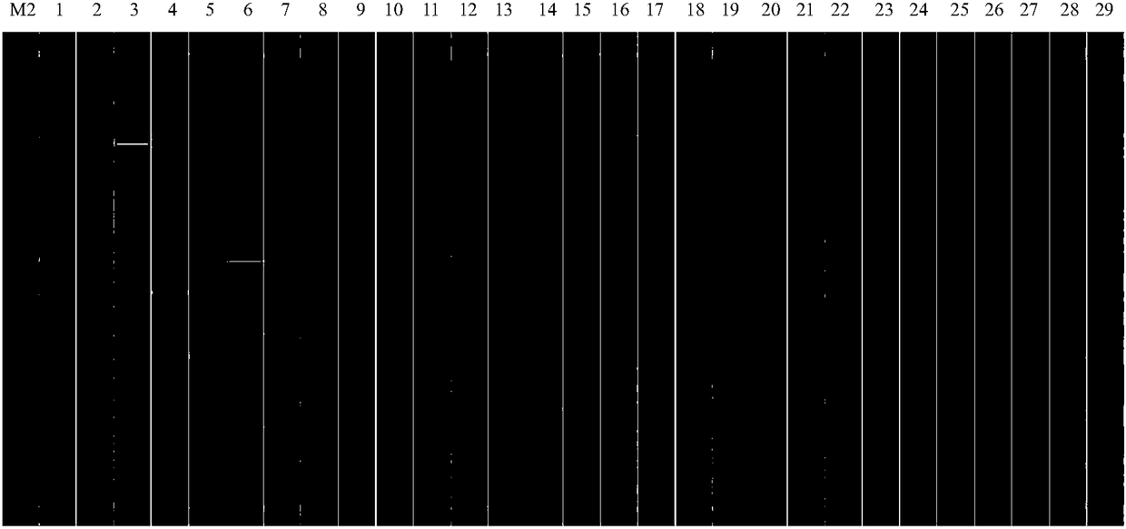 Multi-RT (reverse transcription)-PCR (polymerase chain reaction) reagent kit for genotyping identification of BTV (bluetongue virus) genotypes 2, 3, 4, 7 and 12 and detection method of BTV genotypes 2, 3, 4, 7 and 12