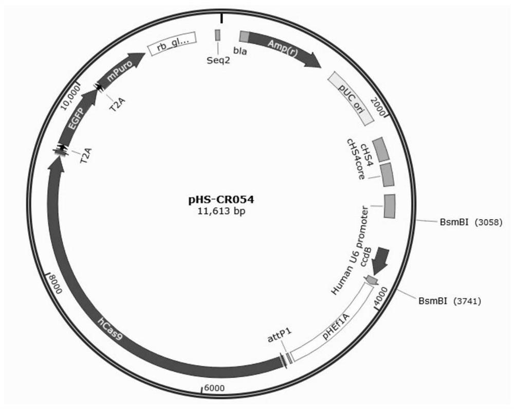 Method for Knocking Out Pig Got1 Gene Using CRISPR/Cas9 System