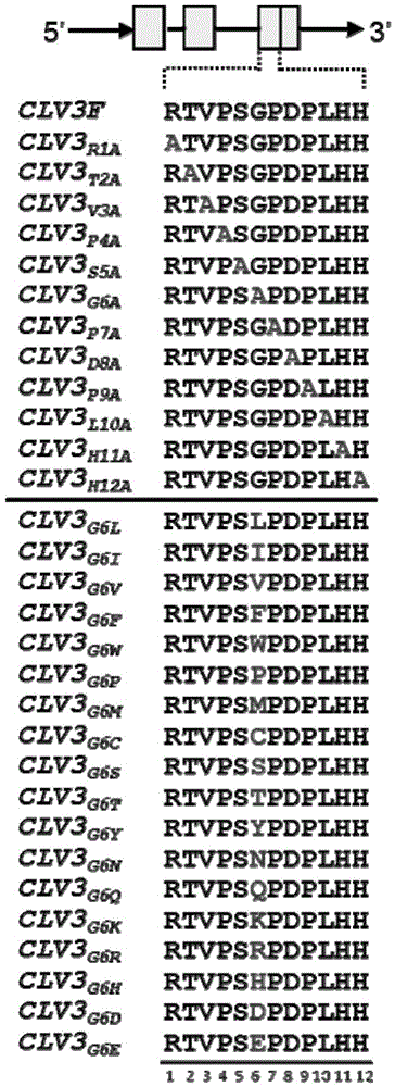 A method for interfering with plant endogenous cle family polypeptide hormones and antagonistic polypeptides of small molecule polypeptide hormones