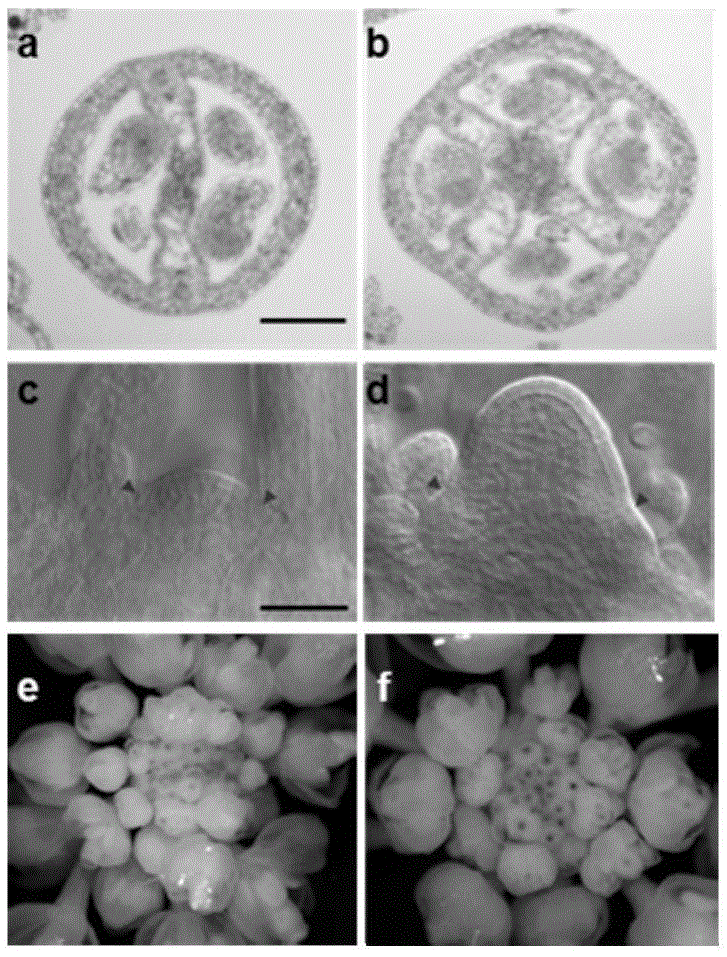 A method for interfering with plant endogenous cle family polypeptide hormones and antagonistic polypeptides of small molecule polypeptide hormones