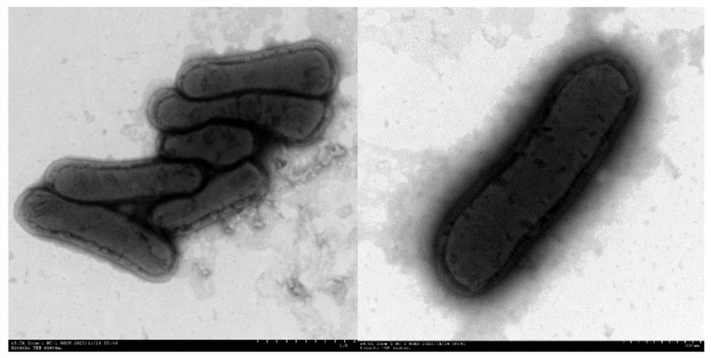 Desulfitobacterium ferrireducens and application thereof