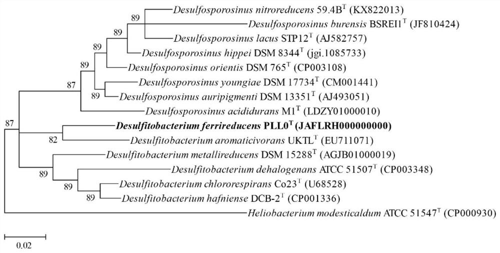 Desulfitobacterium ferrireducens and application thereof