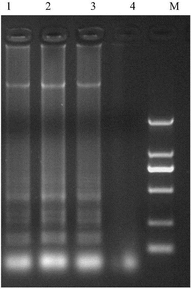 Method for detecting enterobacter sakazakii based on nucleic acid chromatography biosensing technique