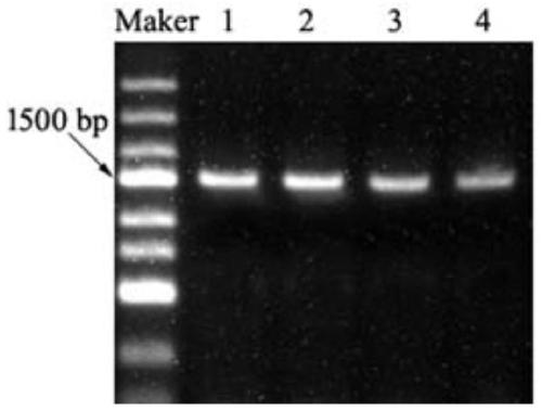 Panax japonicus glycosyltransferase UGTPjm2 and application thereof to preparation of panax japonicus sapinogenin IVa
