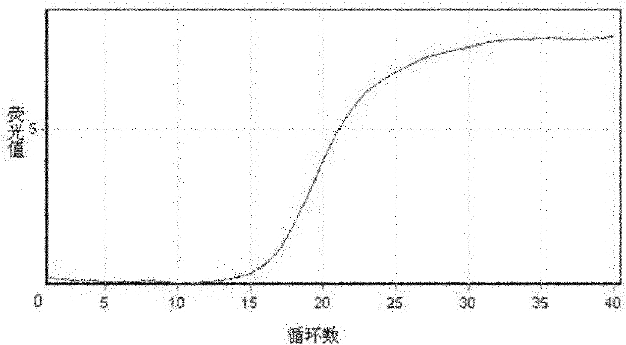 Nocardia seriolae fluorescence quantitative PCR detection kit and detection method