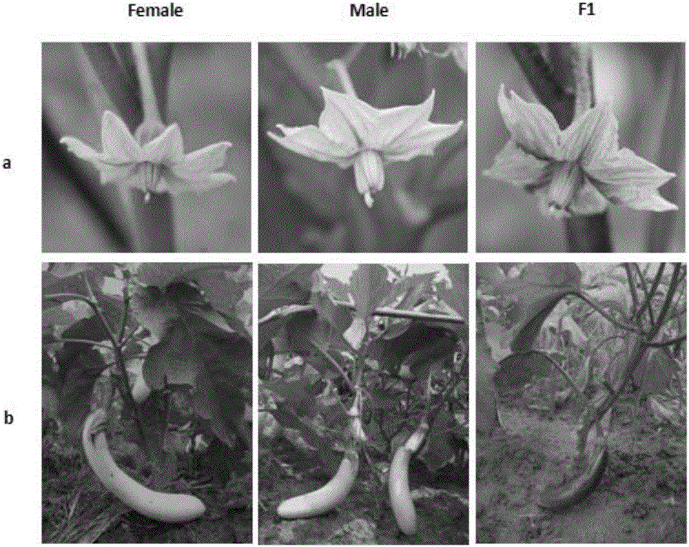 Mapping of eggplant fruit color epistatic gene D, and InDel molecular marker development and application thereof