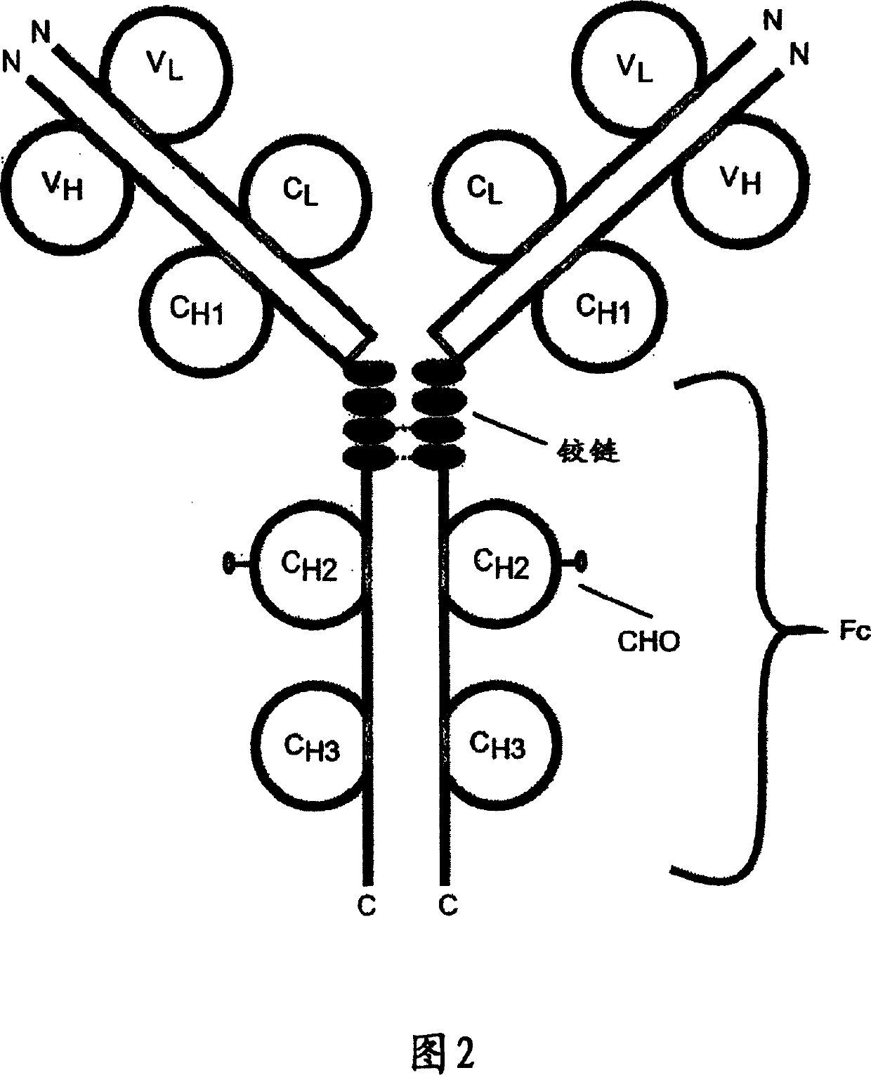 TACI-immunoglobulin fusion proteins